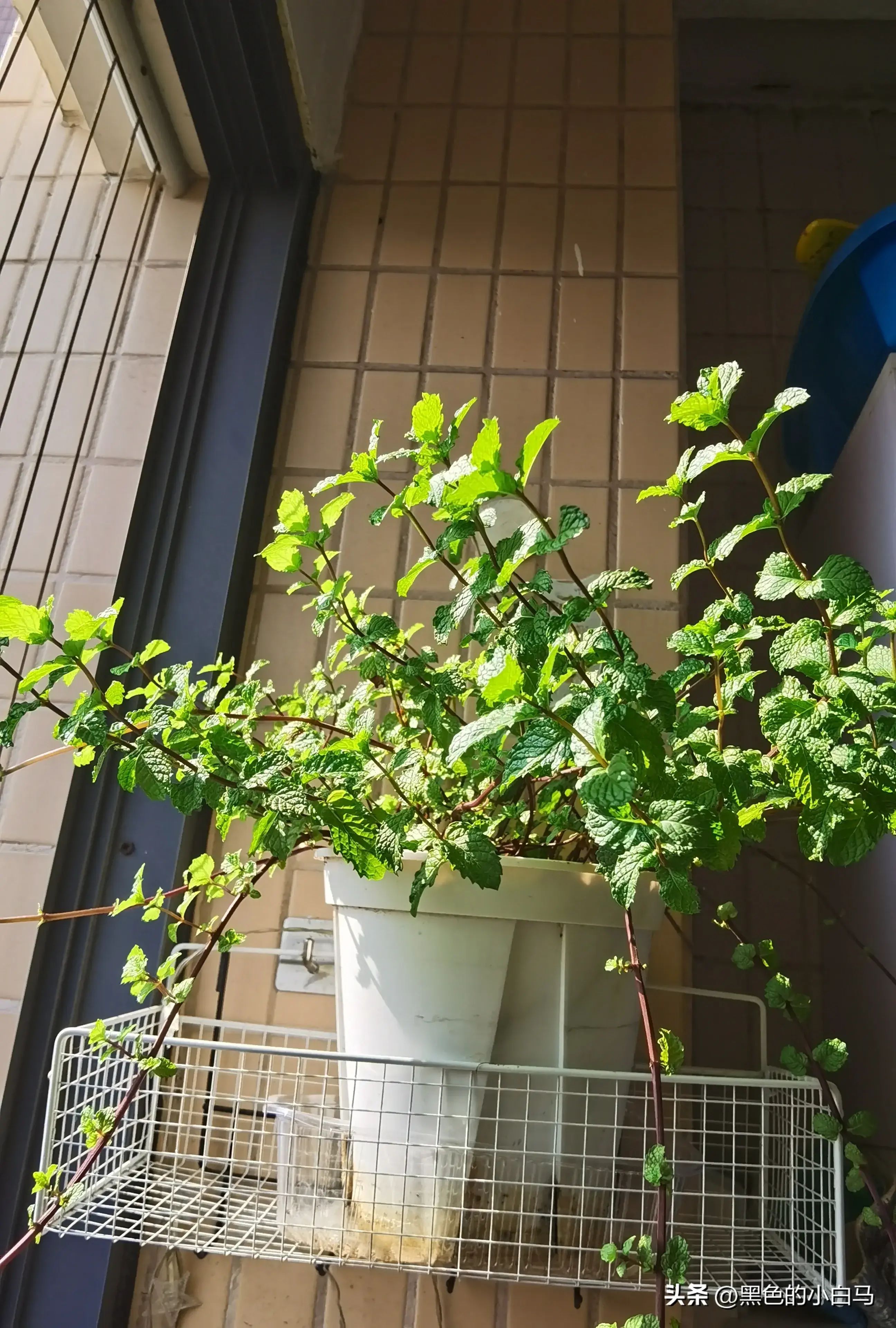 银行卡冻结了怎么网上申请解冻(银行账户被限额、冻结该如何处理(亲历原创))(图2) 银行卡冻结了怎么网上申请解冻(银行账户被限额、冻结该如何处理(亲历原创))(图2)