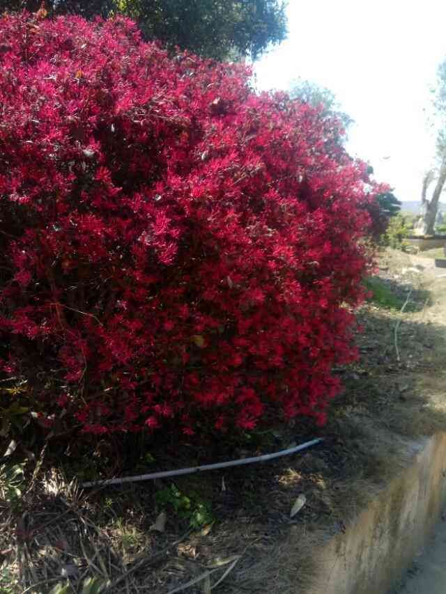 花呗临时额度使用规则(花呗的临时额度,有些人可以用, 有些人最好别用。)(图3) 花呗临时额度使用规则(花呗的临时额度,有些人可以用, 有些人最好别用。)(图3)