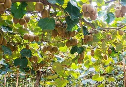 种植什么最赚钱农村(未来2年在农村种植什么利润高?这几个品种不错,想赚钱的别错过)(图4) 种植什么最赚钱农村(未来2年在农村种植什么利润高?这几个品种不错,想赚钱的别错过)(图4)