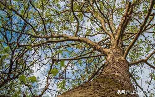 种植什么最赚钱农村(未来2年在农村种植什么利润高?这几个品种不错,想赚钱的别错过)(图5) 种植什么最赚钱农村(未来2年在农村种植什么利润高?这几个品种不错,想赚钱的别错过)(图5)