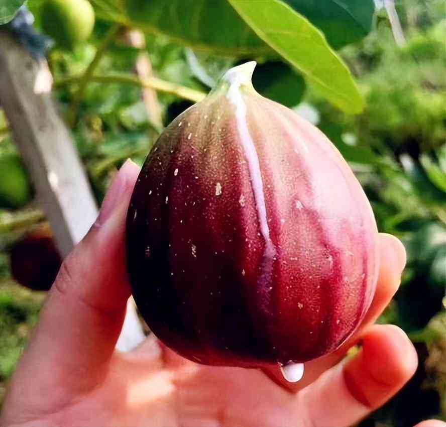 种植什么最赚钱农村(农村“罕见的暴利”种植,1斤卖5500元,堪比黄金还贵,值得推广)(图2) 种植什么最赚钱农村(农村“罕见的暴利”种植,1斤卖5500元,堪比黄金还贵,值得推广)(图2)