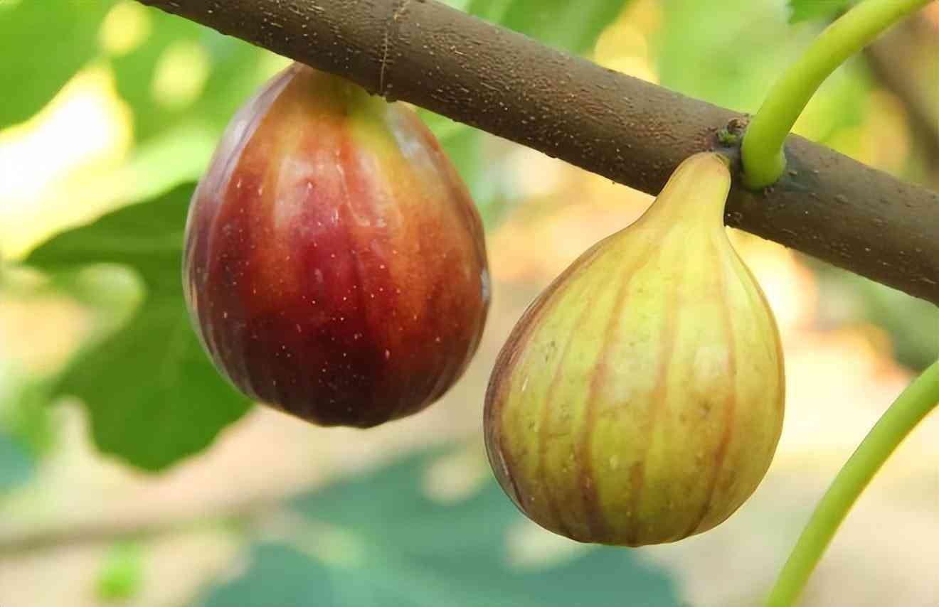 种植什么最赚钱农村(农村“罕见的暴利”种植,1斤卖5500元,堪比黄金还贵,值得推广)(图3) 种植什么最赚钱农村(农村“罕见的暴利”种植,1斤卖5500元,堪比黄金还贵,值得推广)(图3)