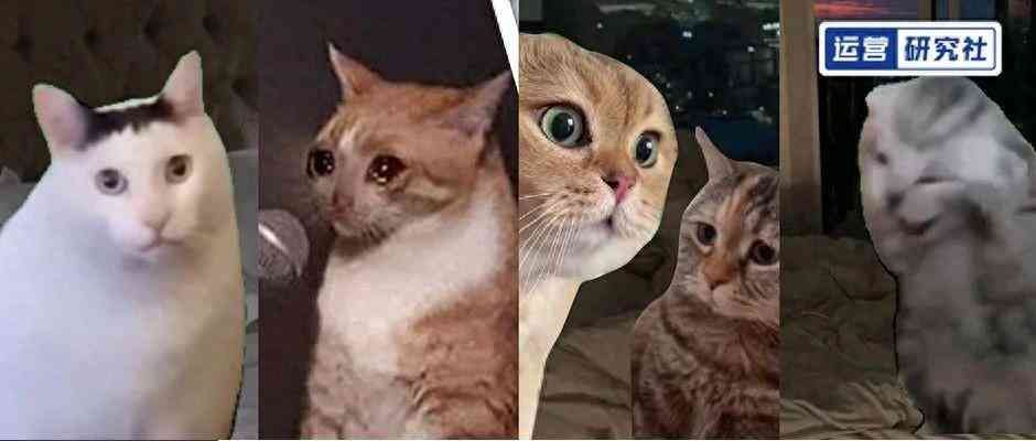 meme是什么意思(在小红书2天涨粉2万,“猫meme”成流量密码?)(图1) meme是什么意思(在小红书2天涨粉2万,“猫meme”成流量密码?)(图1)