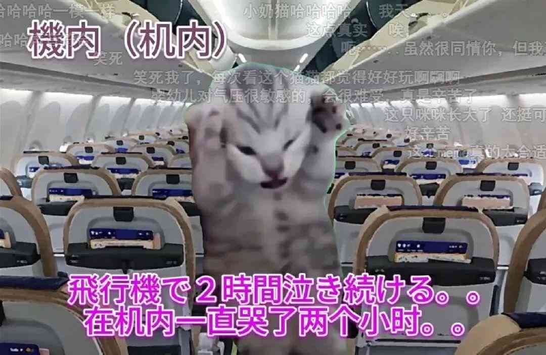 meme是什么意思(在小红书2天涨粉2万,“猫meme”成流量密码?)(图2) meme是什么意思(在小红书2天涨粉2万,“猫meme”成流量密码?)(图2)