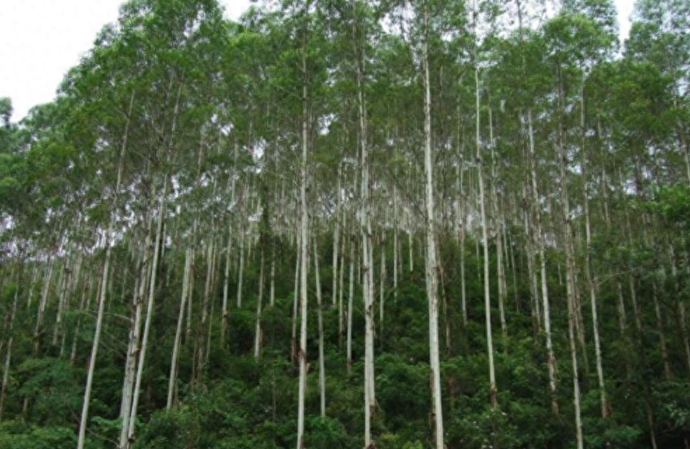 世界上最高的树(最高的“树”:高度超50层楼,种子却比小米粒小,我国已经引进)(图3) 世界上最高的树(最高的“树”:高度超50层楼,种子却比小米粒小,我国已经引进)(图3)