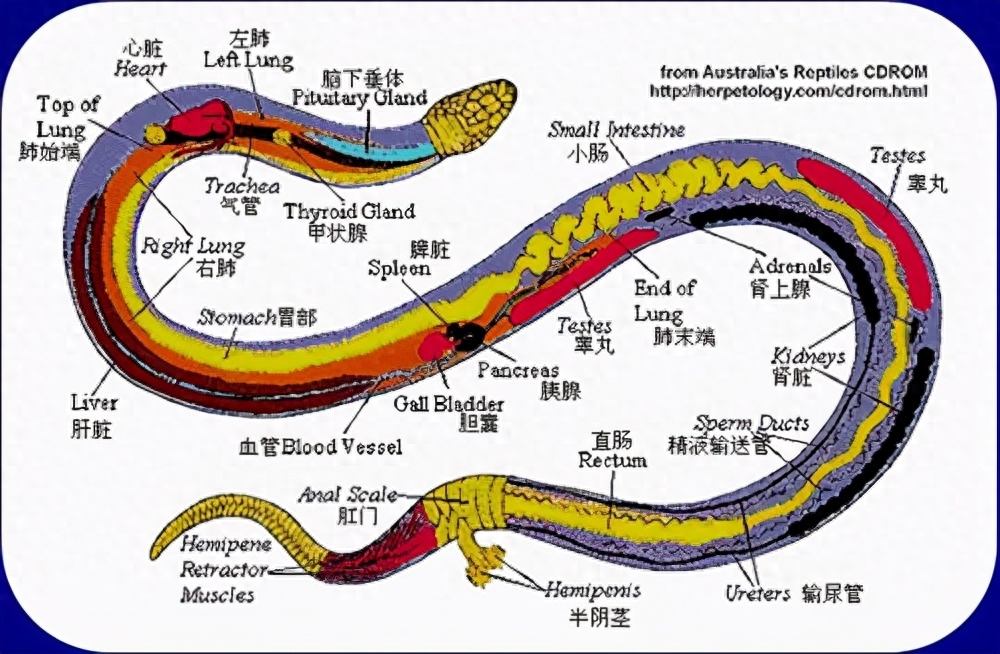 蛇的起源(蛇的祖先为何艰难进化26次,只为失去双腿?揭开蛇身上的秘密!)(图2) 蛇的起源(蛇的祖先为何艰难进化26次,只为失去双腿?揭开蛇身上的秘密!)(图2)