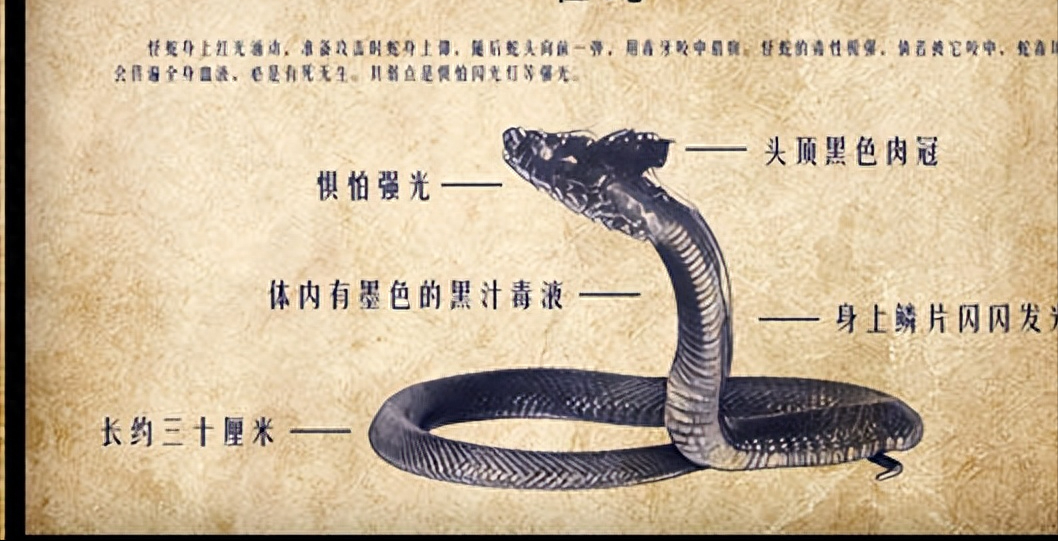 蛇的起源(蛇的祖先为何艰难进化26次,只为失去双腿?揭开蛇身上的秘密!)(图5) 蛇的起源(蛇的祖先为何艰难进化26次,只为失去双腿?揭开蛇身上的秘密!)(图5)