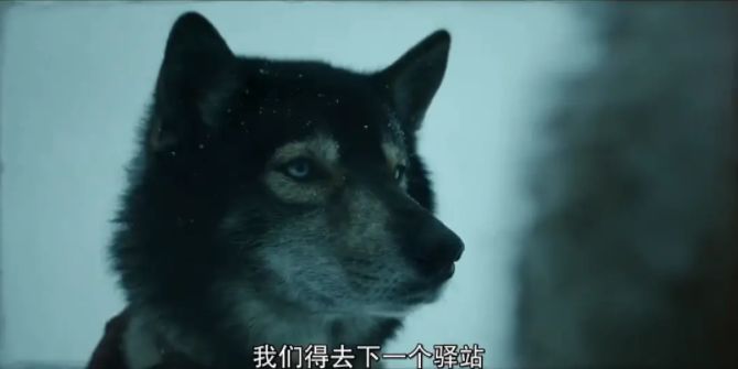关于雪橇狗的电影(8.8分,真实事件改编,年度最佳狗片)(图12) 关于雪橇狗的电影(8.8分,真实事件改编,年度最佳狗片)(图12)
