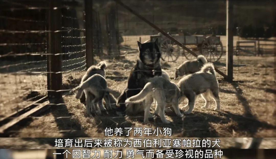 关于雪橇狗的电影(8.8分,真实事件改编,年度最佳狗片)(图39) 关于雪橇狗的电影(8.8分,真实事件改编,年度最佳狗片)(图39)