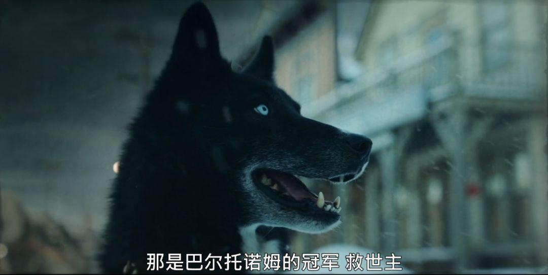 关于雪橇狗的电影(8.8分,真实事件改编,年度最佳狗片)(图37) 关于雪橇狗的电影(8.8分,真实事件改编,年度最佳狗片)(图37)