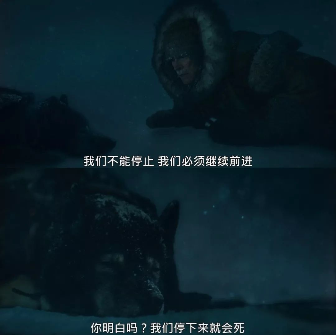 关于雪橇狗的电影(8.8分,真实事件改编,年度最佳狗片)(图36) 关于雪橇狗的电影(8.8分,真实事件改编,年度最佳狗片)(图36)