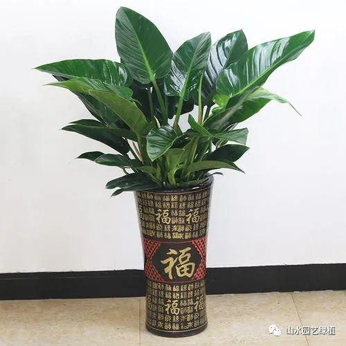 金钻的养殖方法和注意事项(金钻的养殖方法与注意事项)(图3) 金钻的养殖方法和注意事项(金钻的养殖方法与注意事项)(图3)