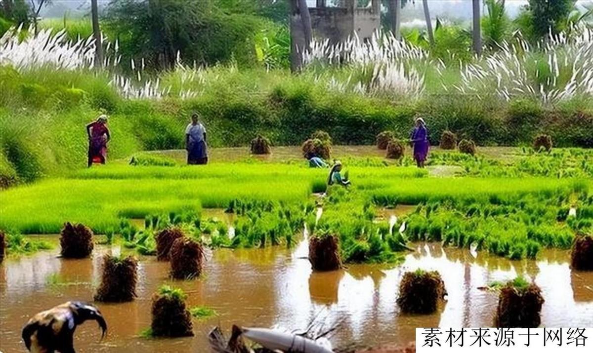 印度国土面积有多大(中国和印度是14亿人口大国,为何印度不怕粮食危机,大量出口粮食)(图5) 印度国土面积有多大(中国和印度是14亿人口大国,为何印度不怕粮食危机,大量出口粮食)(图5)