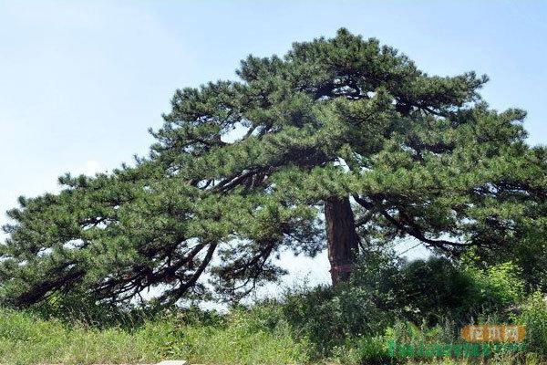 温带季风气候典型地区(温带季风气候)(图3) 温带季风气候典型地区(温带季风气候)(图3)