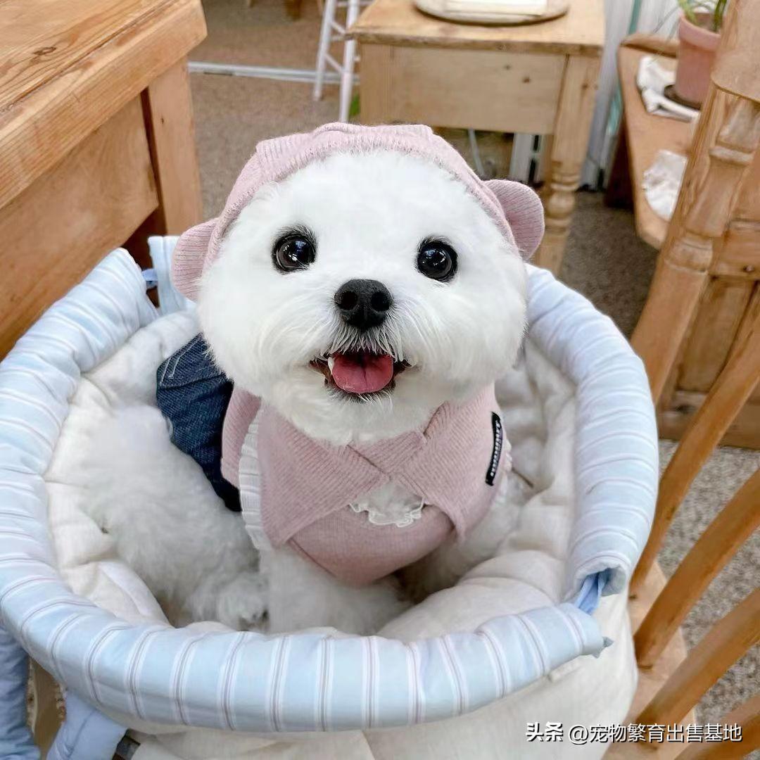 比熊犬价格大概多少钱一只(比熊犬800元一只的价格是否正常?揭秘真相!)(图3) 比熊犬价格大概多少钱一只(比熊犬800元一只的价格是否正常?揭秘真相!)(图3)