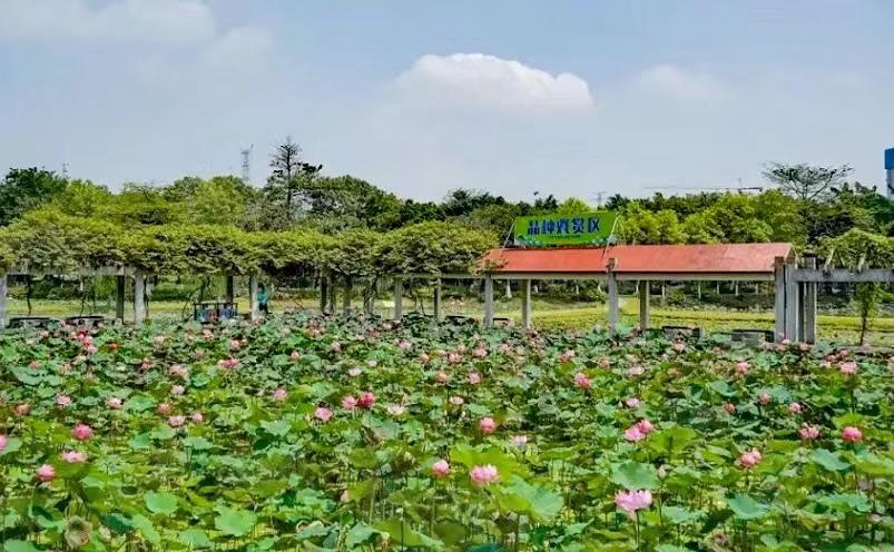 佛山旅游必去十大景点(佛山十大必玩景点,去过九处才算真正玩转佛山)(图19) 佛山旅游必去十大景点(佛山十大必玩景点,去过九处才算真正玩转佛山)(图19)