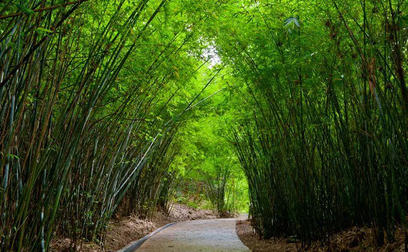佛山旅游必去十大景点(佛山十大必玩景点,去过九处才算真正玩转佛山)(图26) 佛山旅游必去十大景点(佛山十大必玩景点,去过九处才算真正玩转佛山)(图26)