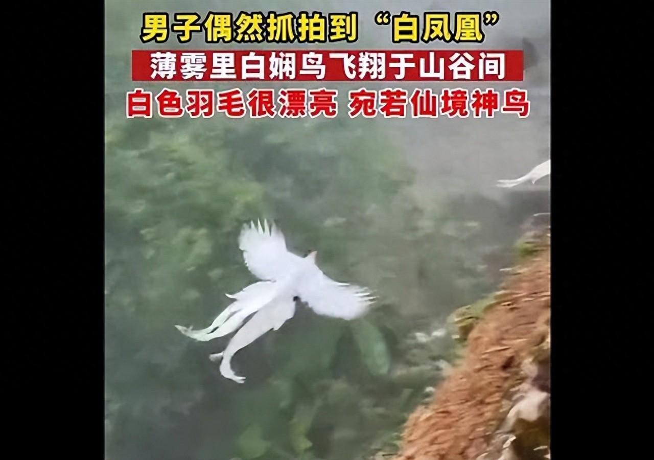 白凤凰是几级保护动物(福建游客拍到“白凤凰”!传说中的神鸟下凡,真实身份是只野鸡)(图1) 白凤凰是几级保护动物(福建游客拍到“白凤凰”!传说中的神鸟下凡,真实身份是只野鸡)(图1)