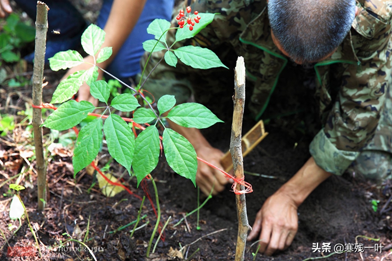 东北有三宝指哪三宝(东北三宝:人参、貂皮、乌拉草,原来它们有这么多故事,你听过吗)(图5) 东北有三宝指哪三宝(东北三宝:人参、貂皮、乌拉草,原来它们有这么多故事,你听过吗)(图5)