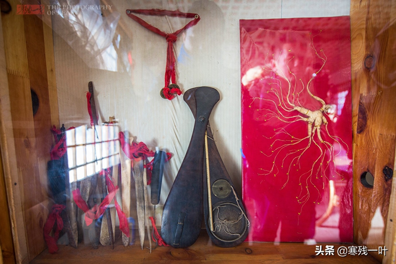 东北有三宝指哪三宝(东北三宝:人参、貂皮、乌拉草,原来它们有这么多故事,你听过吗)(图4) 东北有三宝指哪三宝(东北三宝:人参、貂皮、乌拉草,原来它们有这么多故事,你听过吗)(图4)