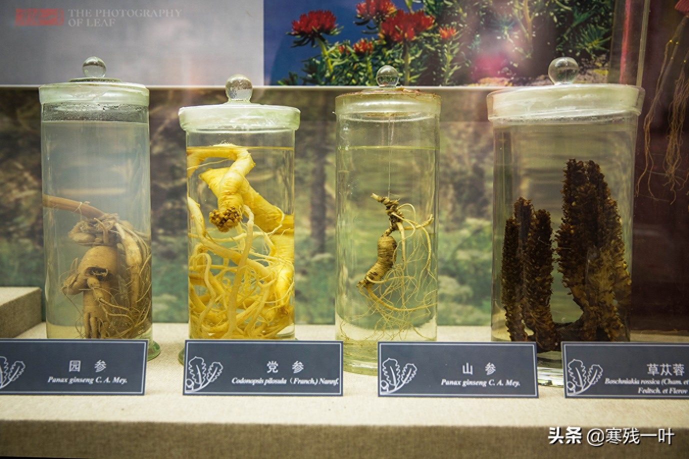 东北有三宝指哪三宝(东北三宝:人参、貂皮、乌拉草,原来它们有这么多故事,你听过吗)(图6) 东北有三宝指哪三宝(东北三宝:人参、貂皮、乌拉草,原来它们有这么多故事,你听过吗)(图6)