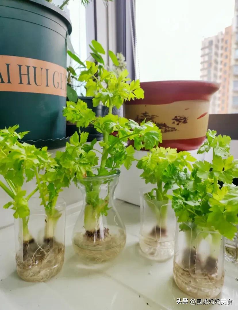 怎样储存芹菜(担心静默囤蔬菜,芹菜像我这样保存,3个月都不会坏,吃着也方便)(图6) 怎样储存芹菜(担心静默囤蔬菜,芹菜像我这样保存,3个月都不会坏,吃着也方便)(图6)