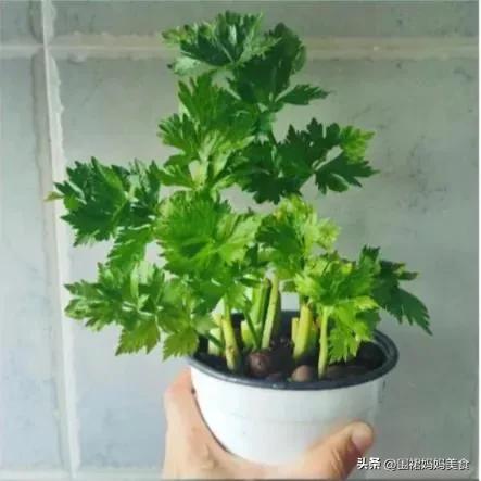 怎样储存芹菜(担心静默囤蔬菜,芹菜像我这样保存,3个月都不会坏,吃着也方便)(图7) 怎样储存芹菜(担心静默囤蔬菜,芹菜像我这样保存,3个月都不会坏,吃着也方便)(图7)