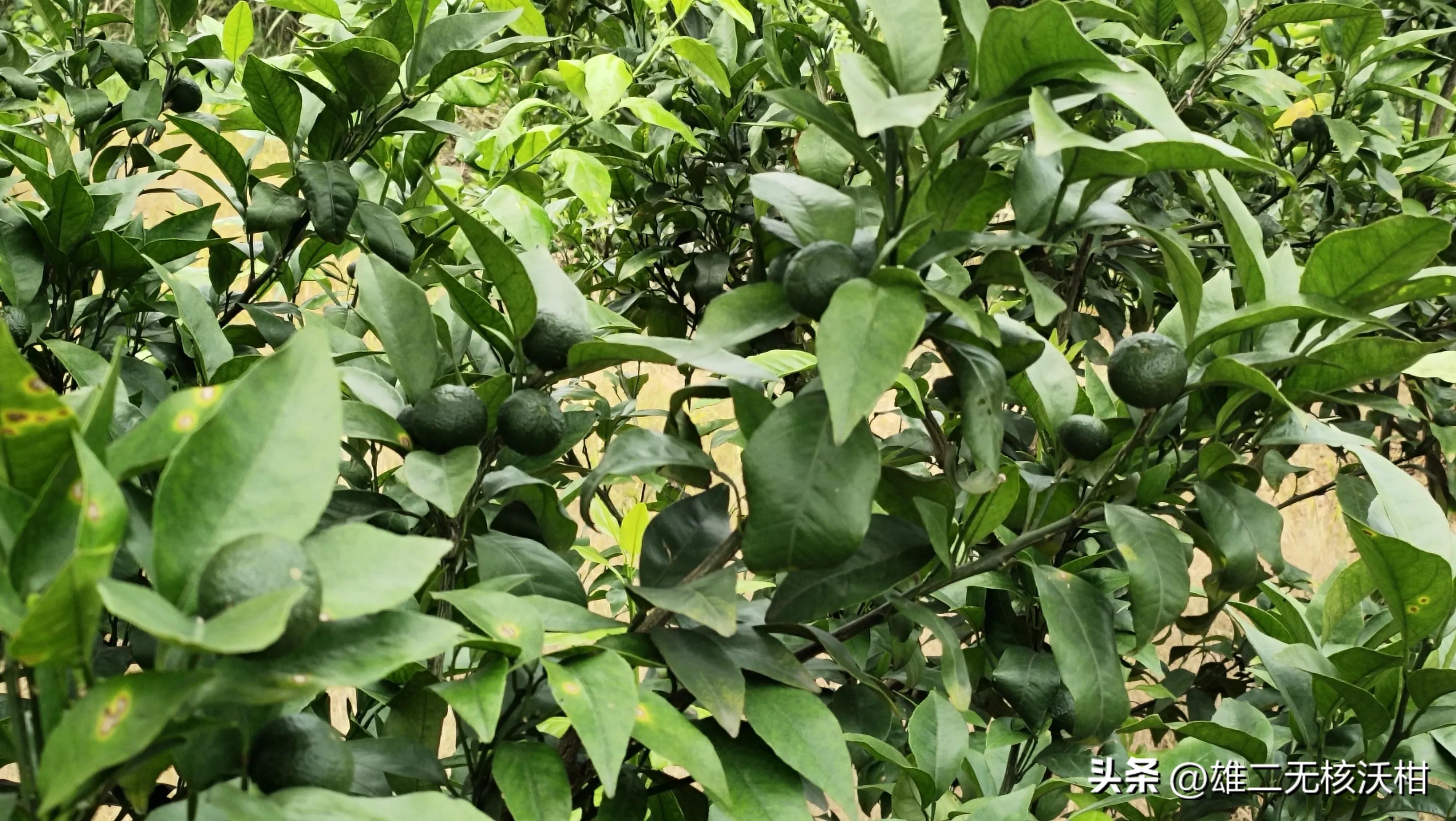 果树吊针营养液配方(柑橘吊针是什么药水?给树体快速补充营养来解决叶片黄化)(图2) 果树吊针营养液配方(柑橘吊针是什么药水?给树体快速补充营养来解决叶片黄化)(图2)