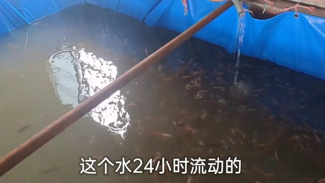 高密度养殖(农村小伙在房屋里高密度养鱼,一方池养1000条苗,半年就能卖了)(图2) 高密度养殖(农村小伙在房屋里高密度养鱼,一方池养1000条苗,半年就能卖了)(图2)