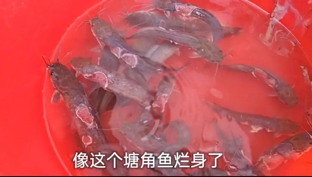 高密度养殖(农村小伙在房屋里高密度养鱼,一方池养1000条苗,半年就能卖了)(图4) 高密度养殖(农村小伙在房屋里高密度养鱼,一方池养1000条苗,半年就能卖了)(图4)
