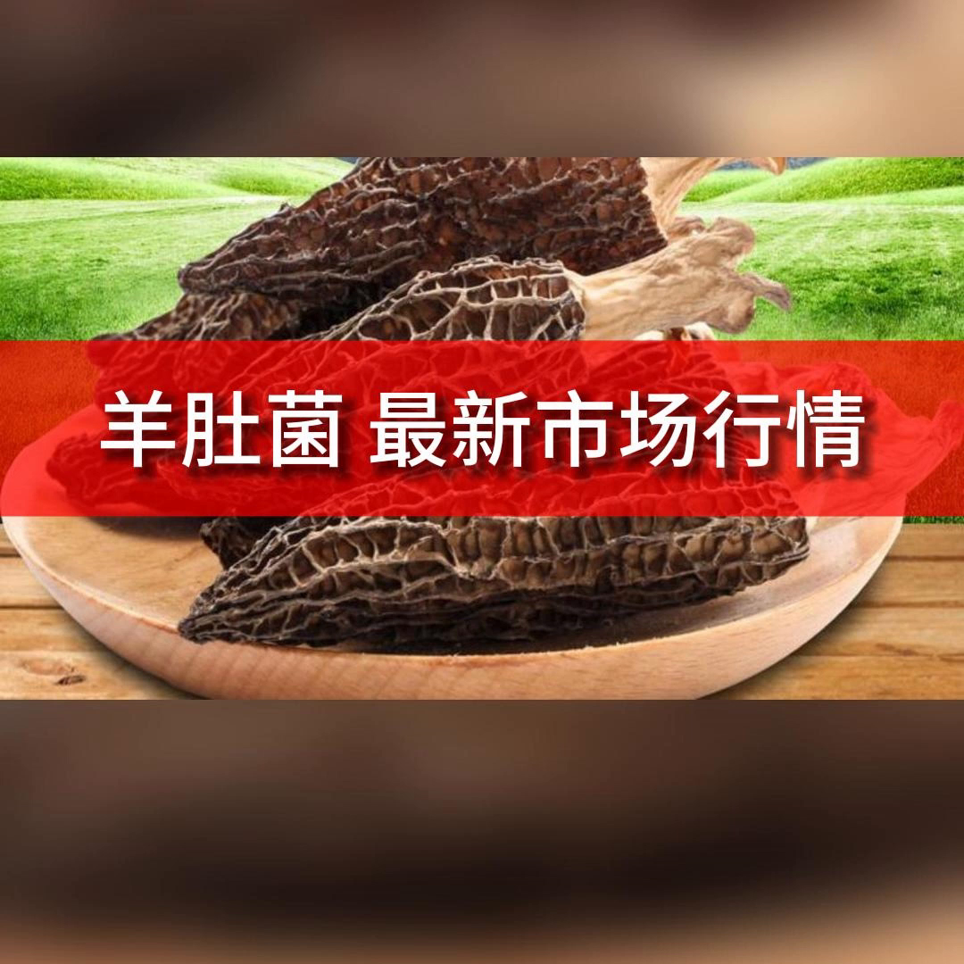 干货羊肚菌一斤多少钱(羊肚菌原产地在哪里?产地哪里最好?羊肚菌干货批发价格多...)(图1) 干货羊肚菌一斤多少钱(羊肚菌原产地在哪里?产地哪里最好?羊肚菌干货批发价格多...)(图1)