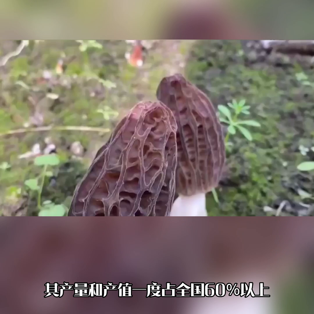 干货羊肚菌一斤多少钱(羊肚菌原产地在哪里?产地哪里最好?羊肚菌干货批发价格多...)(图2) 干货羊肚菌一斤多少钱(羊肚菌原产地在哪里?产地哪里最好?羊肚菌干货批发价格多...)(图2)