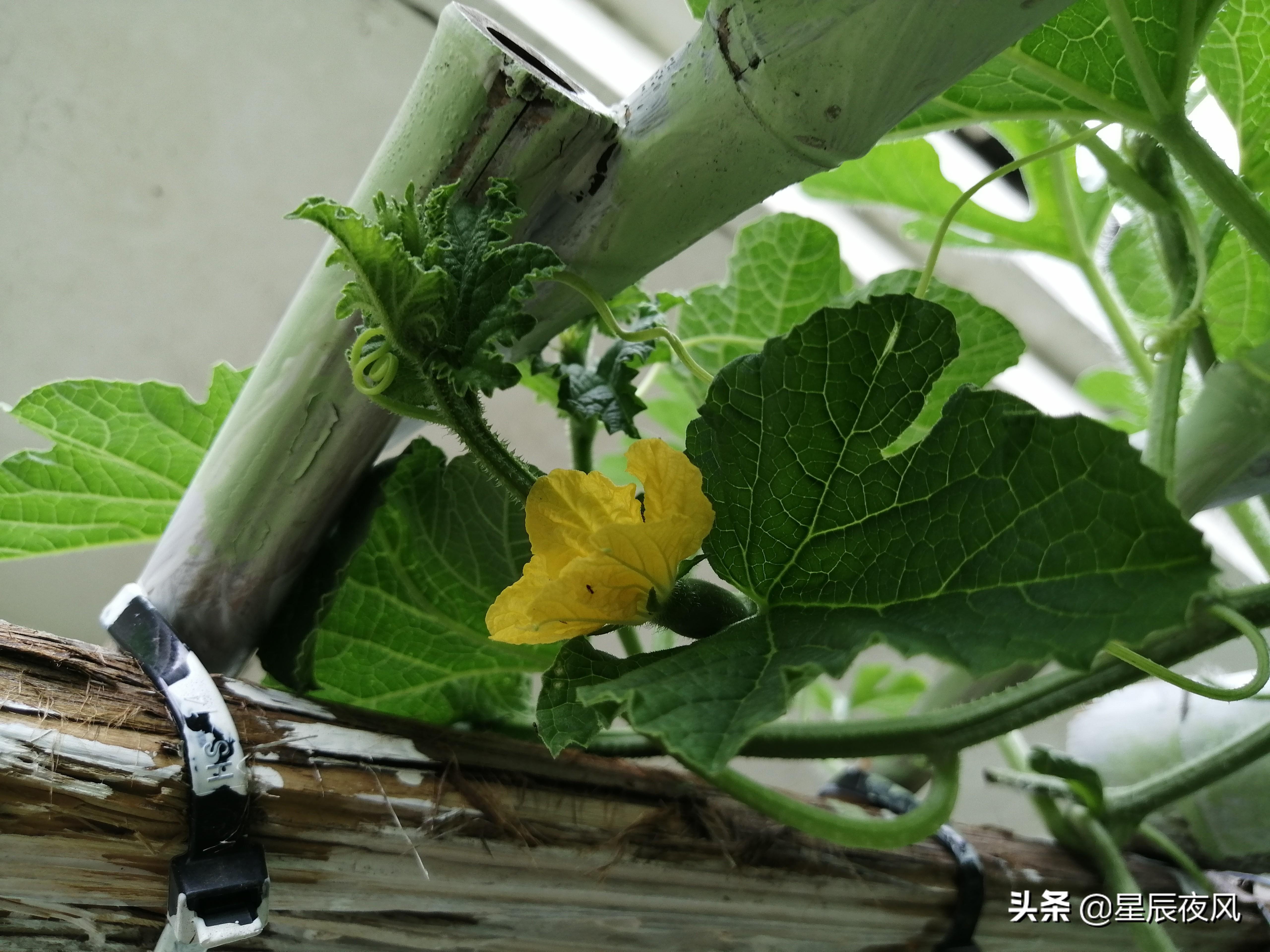 树香瓜与普通香瓜的区别(全是干货!3000多字、二十多张图手把手教你在家用花盆种甜瓜)(图14) 树香瓜与普通香瓜的区别(全是干货!3000多字、二十多张图手把手教你在家用花盆种甜瓜)(图14)