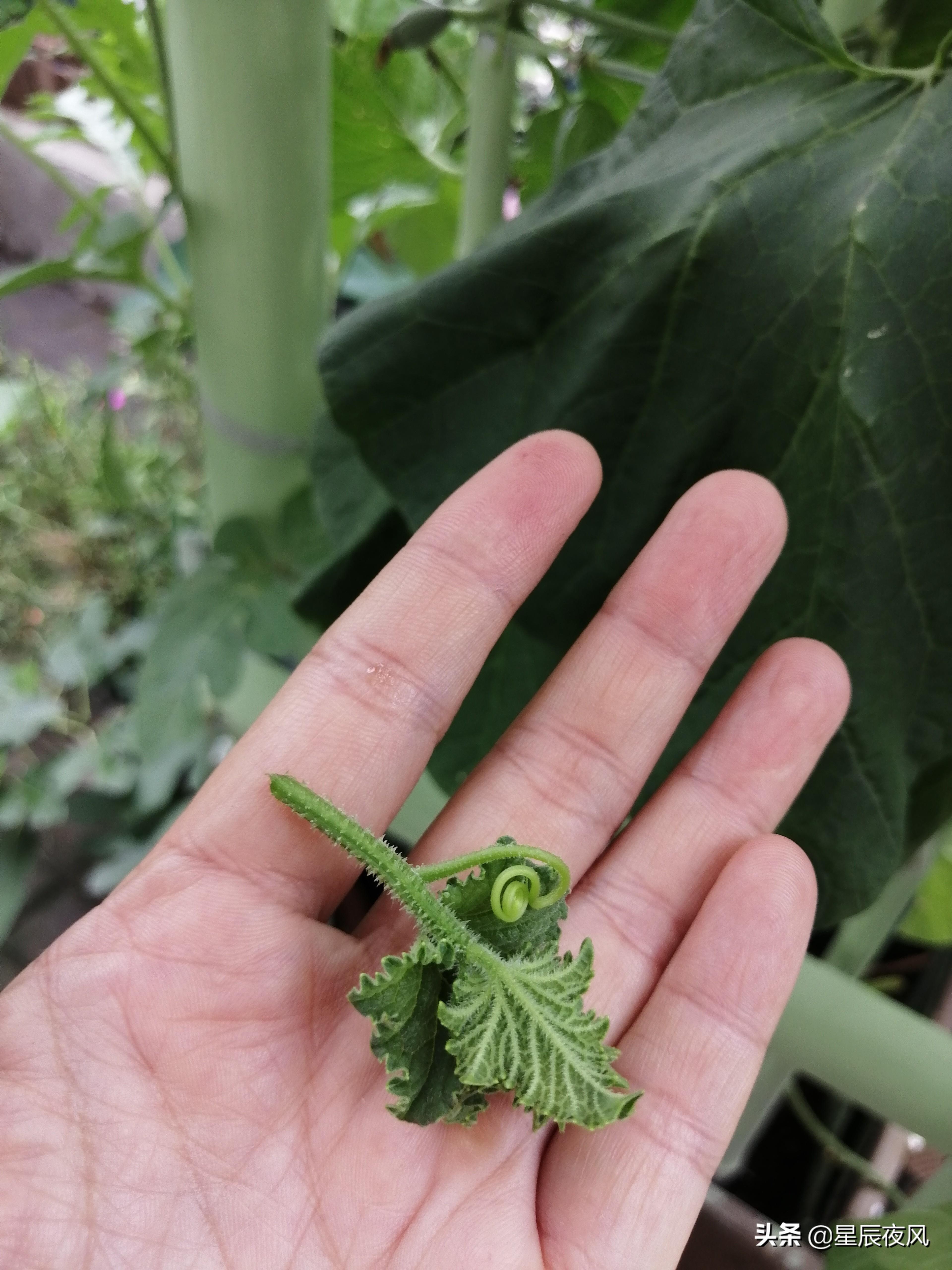 树香瓜与普通香瓜的区别(全是干货!3000多字、二十多张图手把手教你在家用花盆种甜瓜)(图16) 树香瓜与普通香瓜的区别(全是干货!3000多字、二十多张图手把手教你在家用花盆种甜瓜)(图16)