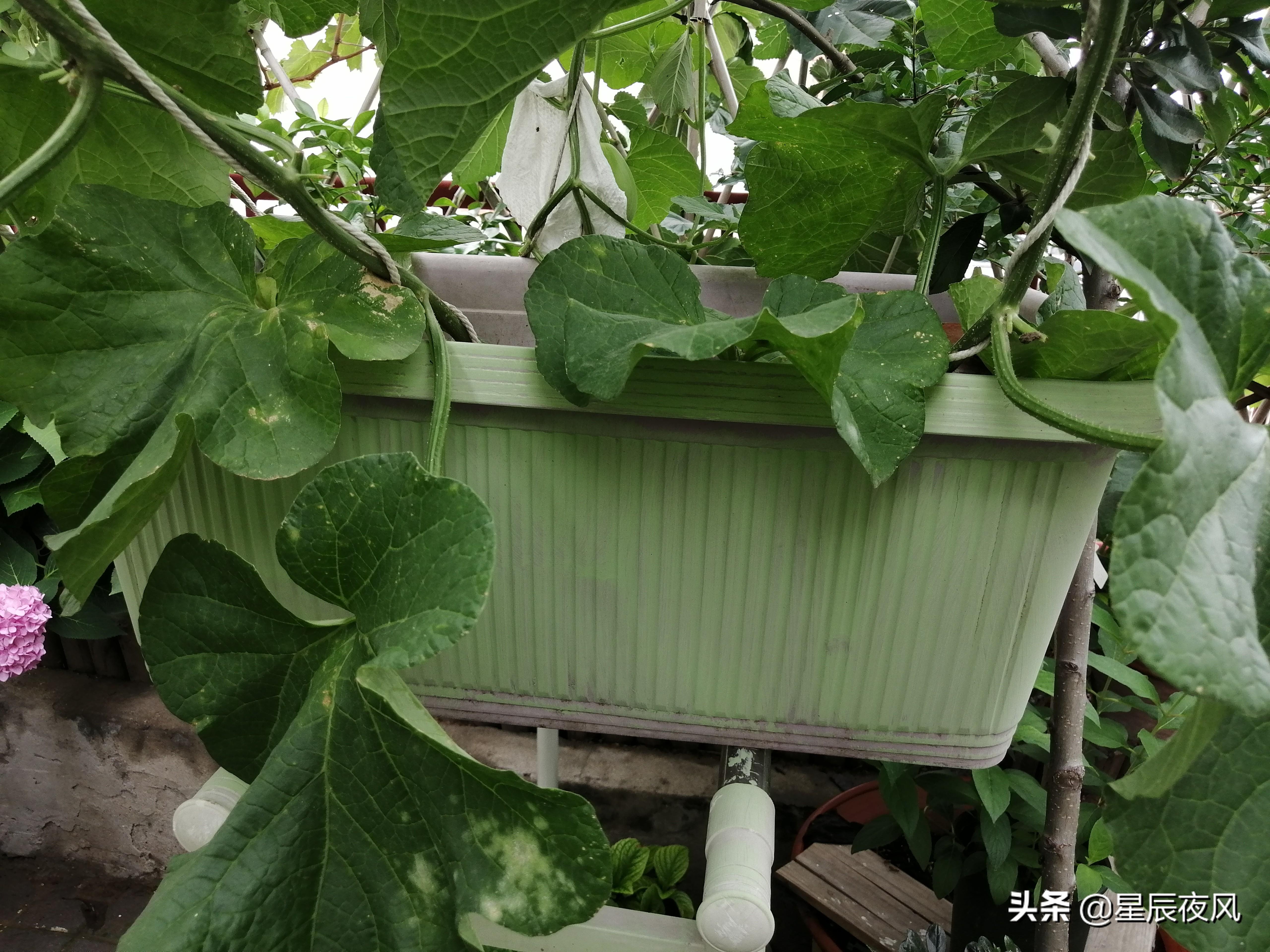 树香瓜与普通香瓜的区别(全是干货!3000多字、二十多张图手把手教你在家用花盆种甜瓜)(图17) 树香瓜与普通香瓜的区别(全是干货!3000多字、二十多张图手把手教你在家用花盆种甜瓜)(图17)