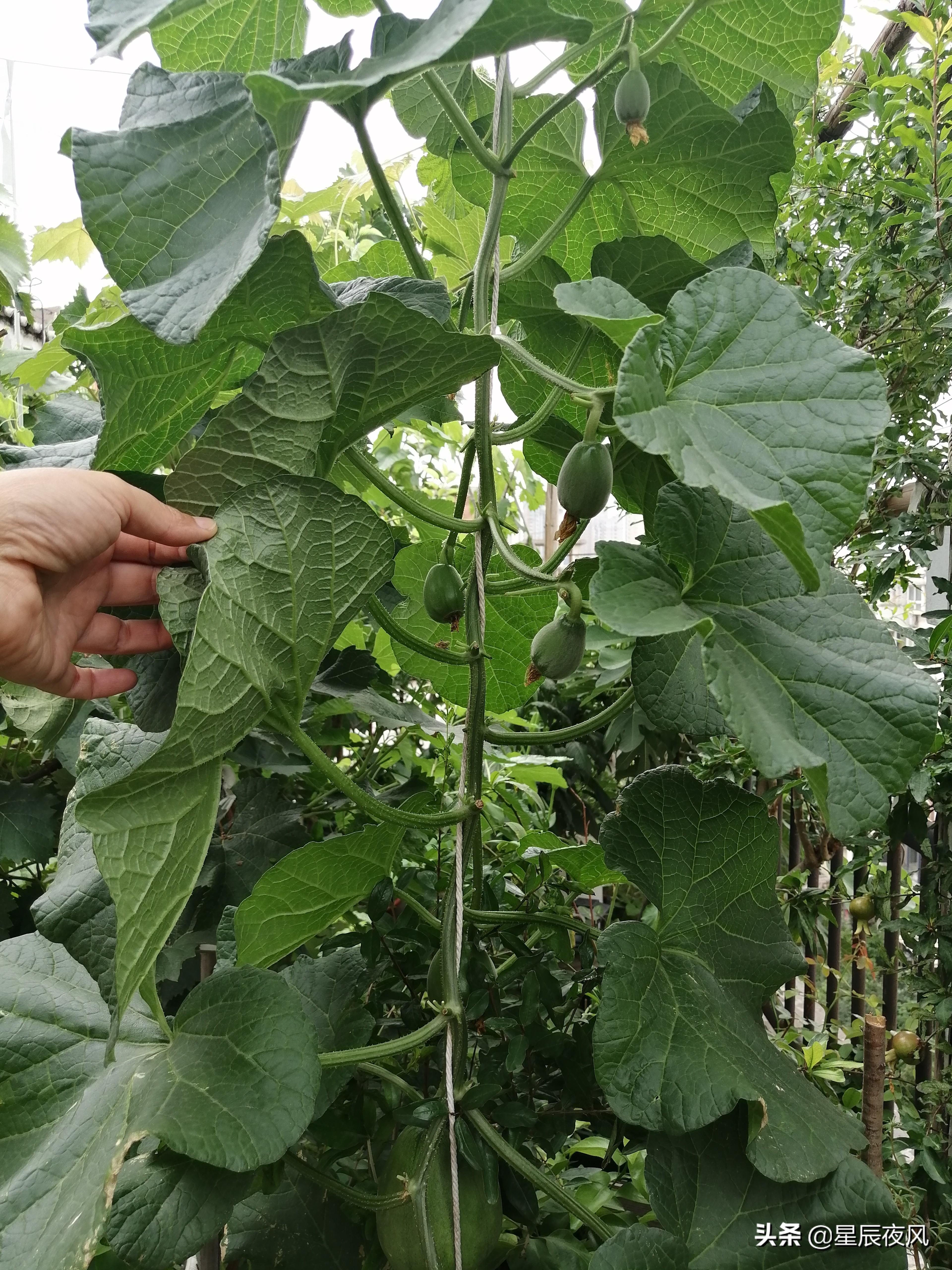 树香瓜与普通香瓜的区别(全是干货!3000多字、二十多张图手把手教你在家用花盆种甜瓜)(图19) 树香瓜与普通香瓜的区别(全是干货!3000多字、二十多张图手把手教你在家用花盆种甜瓜)(图19)