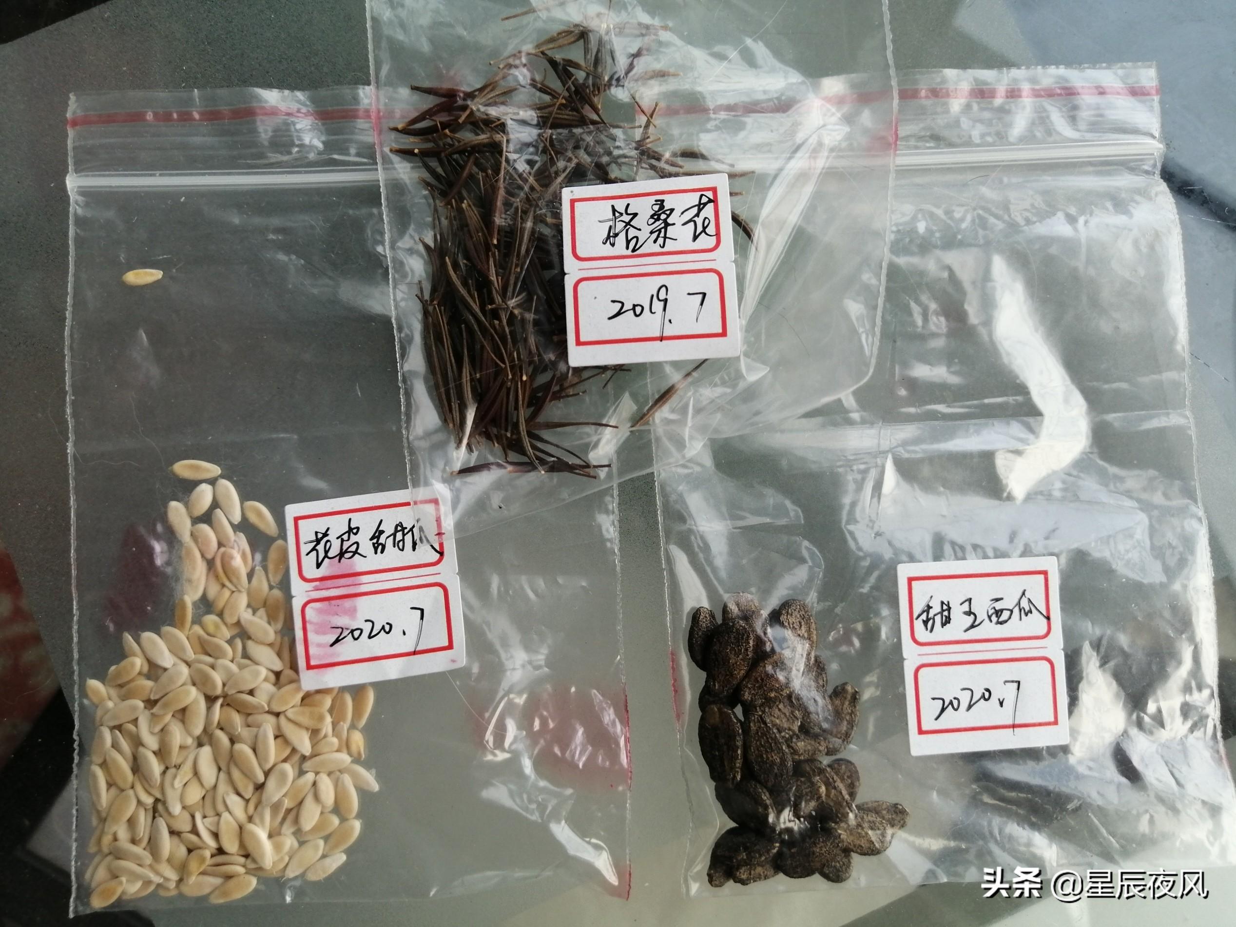 树香瓜与普通香瓜的区别(全是干货!3000多字、二十多张图手把手教你在家用花盆种甜瓜)(图26) 树香瓜与普通香瓜的区别(全是干货!3000多字、二十多张图手把手教你在家用花盆种甜瓜)(图26)