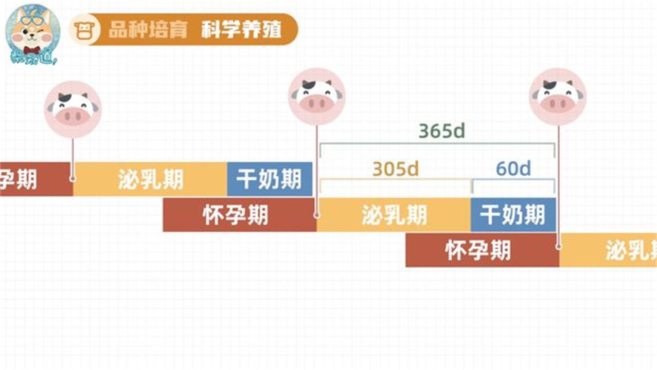 奶牛是公牛还是母牛产奶(奶牛场里没有公牛,为什么母牛却能一直产奶?太可怜了)(图8) 奶牛是公牛还是母牛产奶(奶牛场里没有公牛,为什么母牛却能一直产奶?太可怜了)(图8)